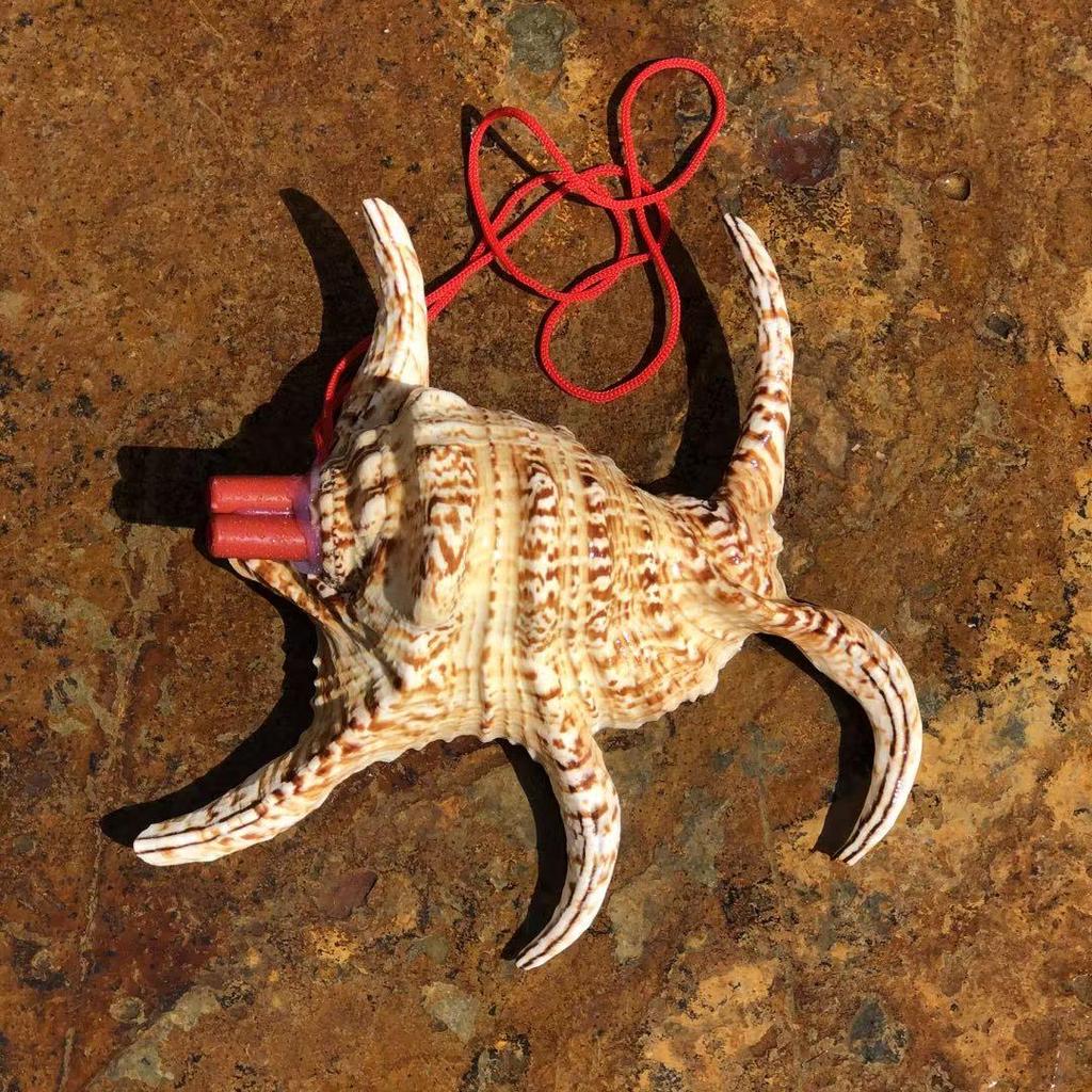 Street Stall Conch Shell Whistles & Toys: Creative Souvenirs