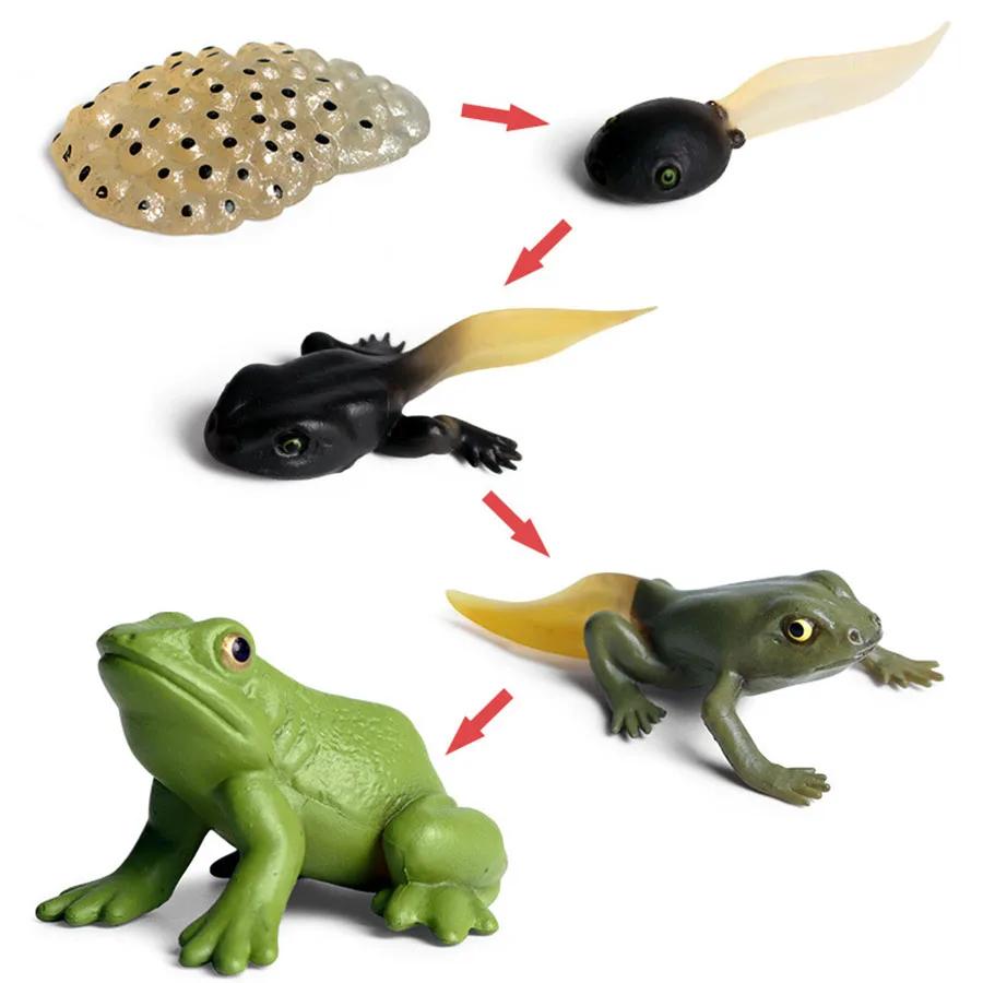 

Animals Plants Life Cycle Simulation Model Table Ornament Decoration Learning Biology Cognitive World Growth Process Model JXB