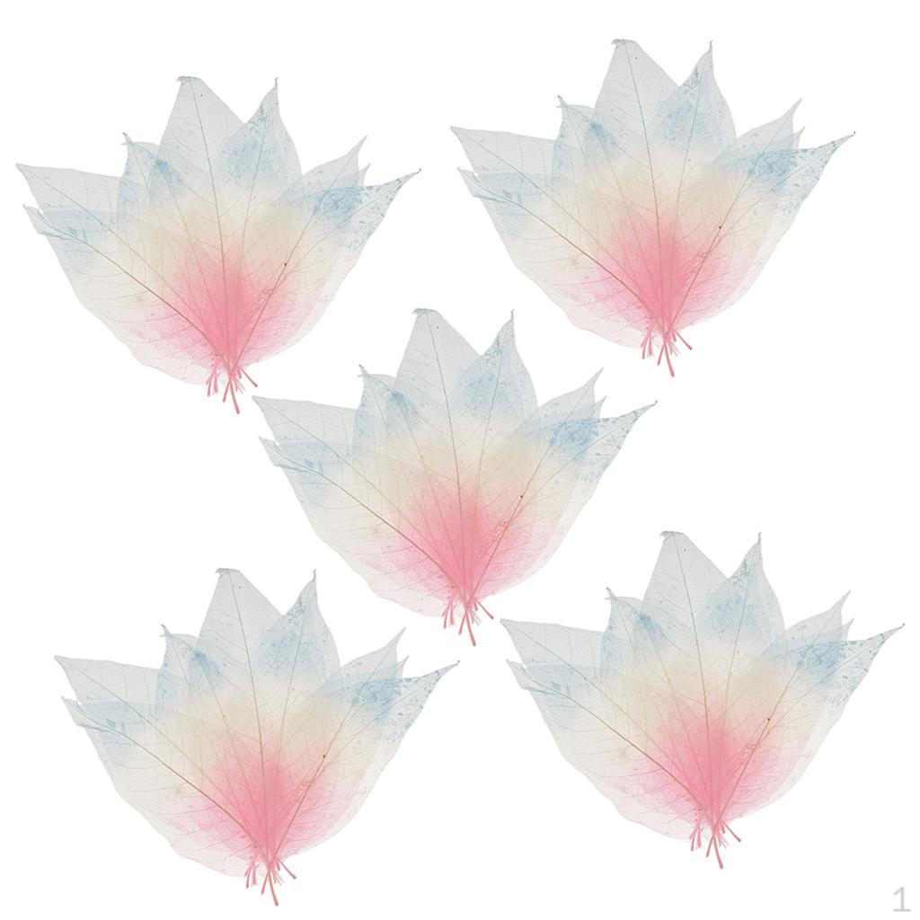 50 Pieces Magnolia Skeleton Leaf Leaves Scrapbooking
