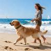 Collar For Dogs Wide Pet Traction Supplies With Leashes Wide Collar For Dogs For Walking Exercise Obedience Training Camping