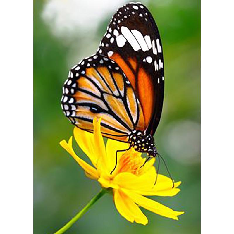 

DIY 5D алмазная живопись Бабочка Алмазная вышивка животное набор для вышивки крестом полная круглая дрель мозаика домашний декор комплект настенное искусство Full Round 20x30CM