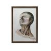 Mięśnie Szyi - Plakat Anatomiczny Mięśnie Szyi - Plakat Anatomiczny, 40X50 Cm, Bez Ramy, Papier Matowy 230 Gsm