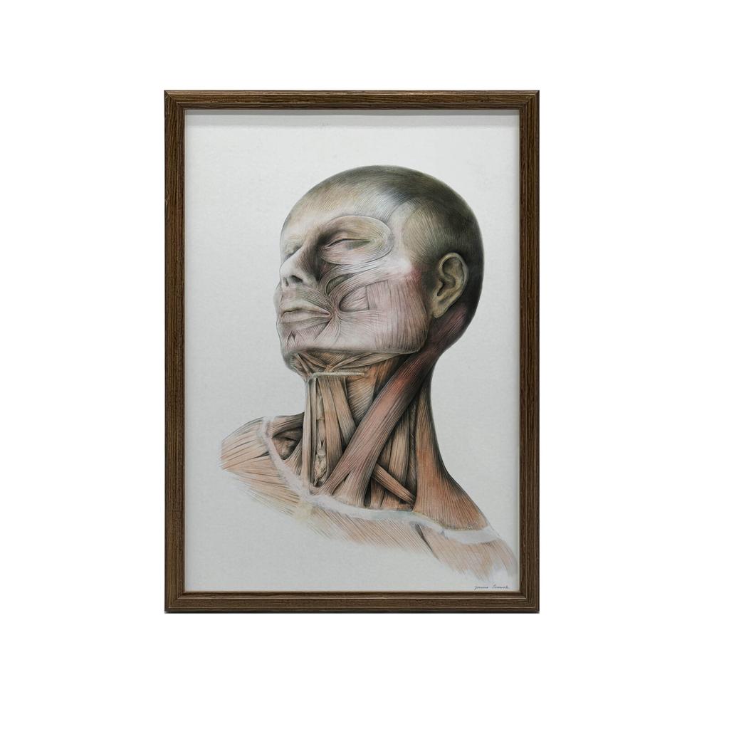 Mięśnie Szyi - Plakat Anatomiczny Mięśnie Szyi - Plakat Anatomiczny, 40X50 Cm, Bez Ramy, Papier Matowy 230 Gsm