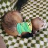 Hamster Lead Rope Bunny Traction Rope Caterpillar Vest Small Animal Walking Vest Pet Supplies For Raccoon Squirrel Hedgehog