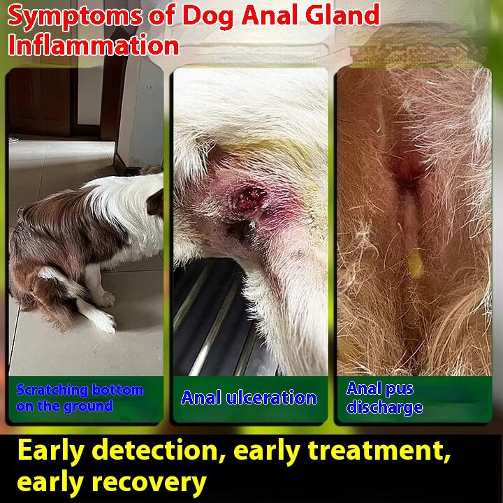 Dog anal adenitis, perianal inflammation, redness and swelling, spray Fuanshu, pet cat rubbing butt, pus blood plaster