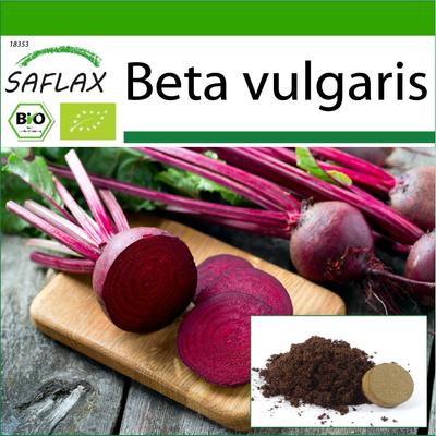 Biologisch – Rote Bete – Detroit Globe – 100 Samen – Mit Blumenerde für eine bessere Kultivierung – Beta vulgaris