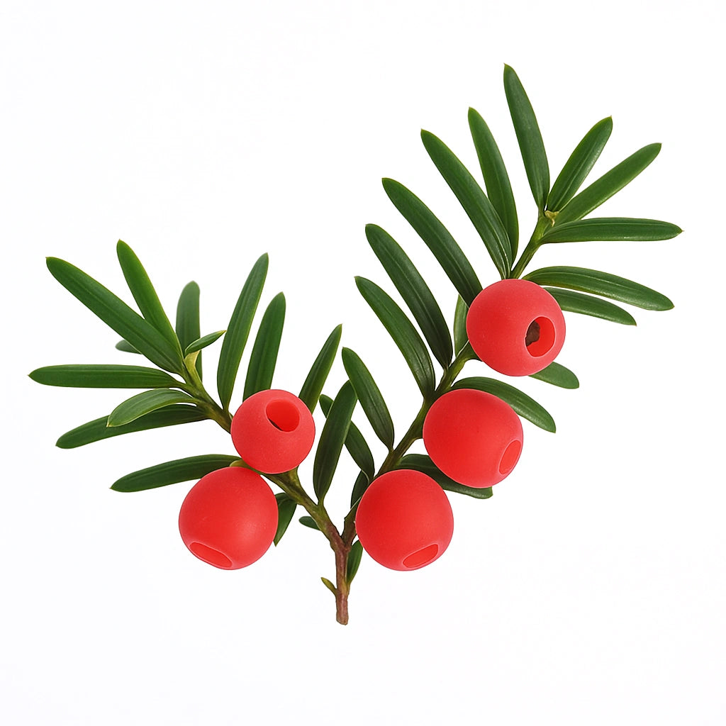 

10 Насіння Тису звичайного (Тисс ягідний)