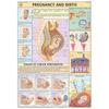 Hp18S | Teachingnest | Pregnancy & Birth Chart 70X100 Cm | English | Human Physiology Chart | Synthetic | Wall Sticking [Wall Chart] Teachingnest And