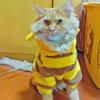 Bee Pet PUppy Coat Apparel Outfit Fleece Clothes Dog Cat Hoodies Fancy Costume Halloween Cosplay Sweater Dog Winter Warmth Hoodi