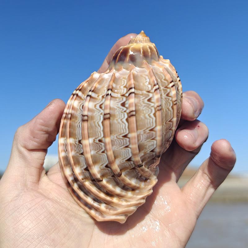 Large Conch Seashell Ornament for Wall Decor, Aquarium Aquascaping, and Sea Sound Collection