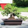 1PC Flower Pot Plastic Balcony Square Pots Flower Bonsai Bowl Nursery Basin