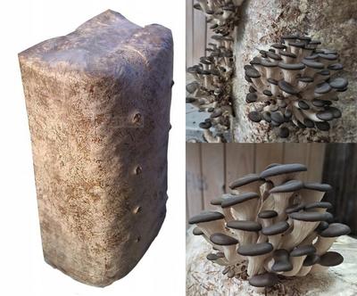 Oyster Mushroom Mycelium Large Block Cube About 15Kg