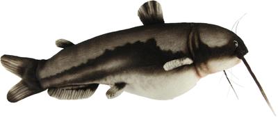 BH8582 HANSA Pesce gatto 37