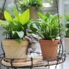 Creative Elephant Statue Hanging Planter Pot Decor for Garden Balcony Fence Patio Home Ornament