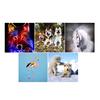 1 Set Painting Kit Lovely Animal Picture for Colorful Dog, cm