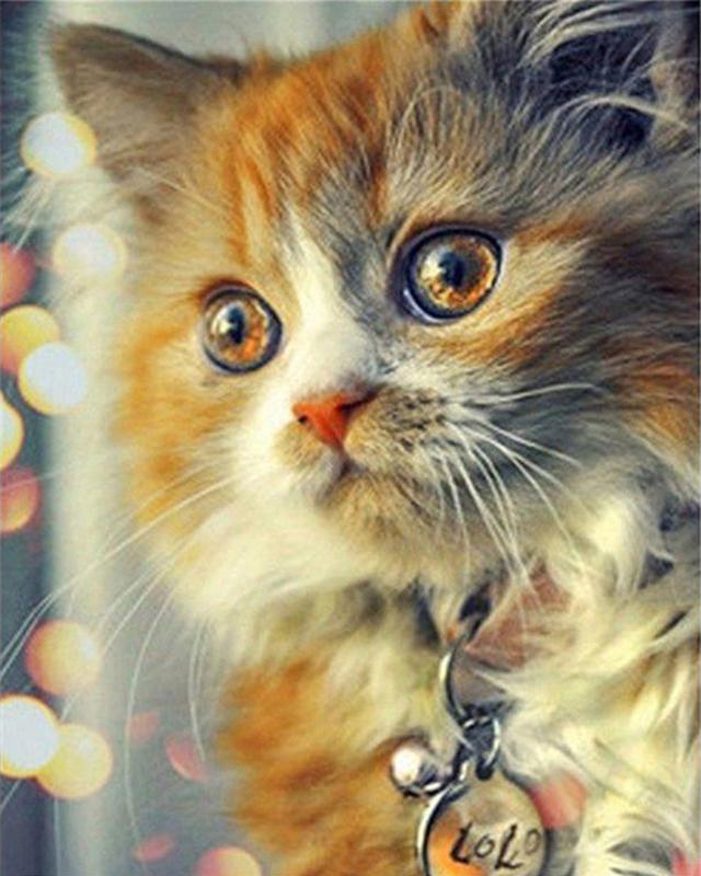 Full Square Drill Diamond Painting Cat Girl Diamond Embroidery Animal Mosaic Art Rhinestone Home Decoration