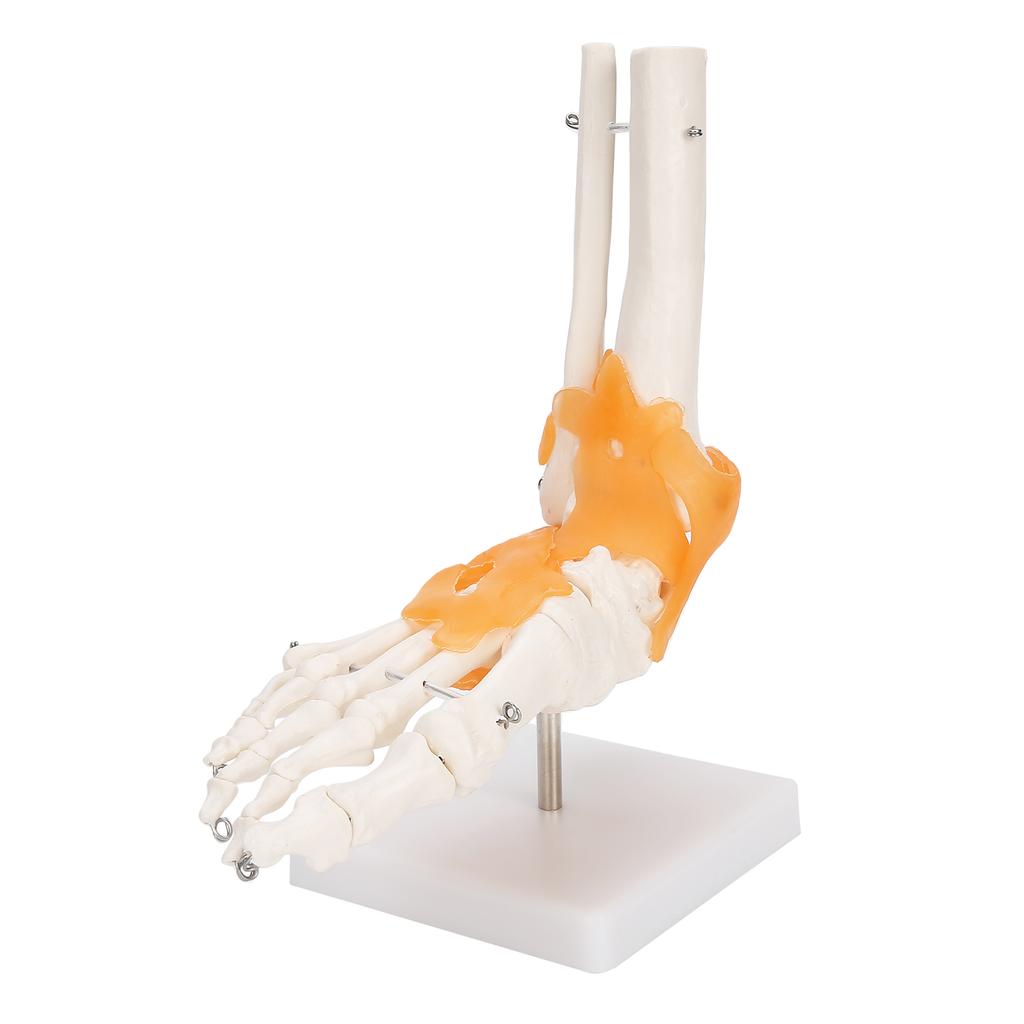 1:1 Human Foot Ankle Bone Skeleton Structure Model Foot Joint Model with Ligaments