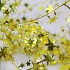 Colored Five-pointed Star Wreath Iron Wire for Home Party Window Wedding Decor