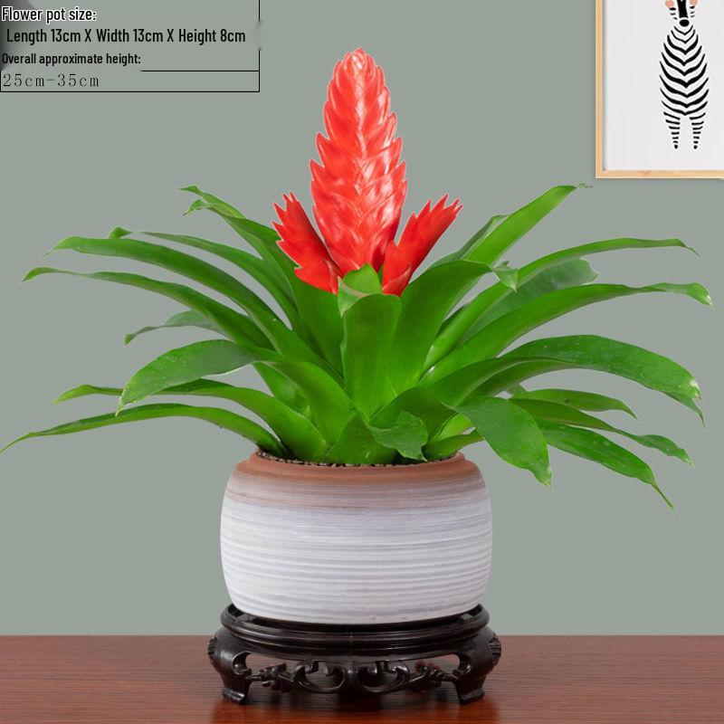 Jade Fan: Indoor Easy-Care Green Plant for Wealth & Blooms