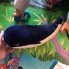Kid Girl Plush Toys Soft Toys Sea Animal Stuffed Animals Blue Whale Stuffed Toys Whale Plush Toy