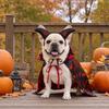 1 Set Gothic Devil Pet Clothes, Adjustable Devil Horn Headband Bat Print Cloak, Halloween Dog Devil Costume Set for Cats Dogs Party Outfit Cosplay
