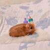 5-Inch Silicone Reborn Hamster Doll with Implanted Hair - Cute Miniature Animal in Blue Sea Theme