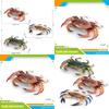 Marine Life Crab Replica With Static Display For Home Or Office Use