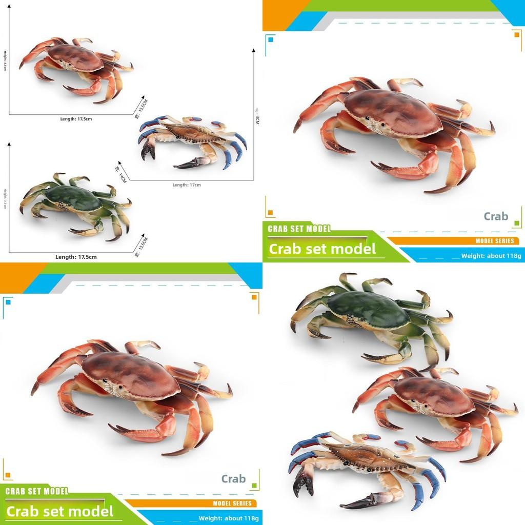 Marine Life Crab Replica With Static Display For Home Or Office Use
