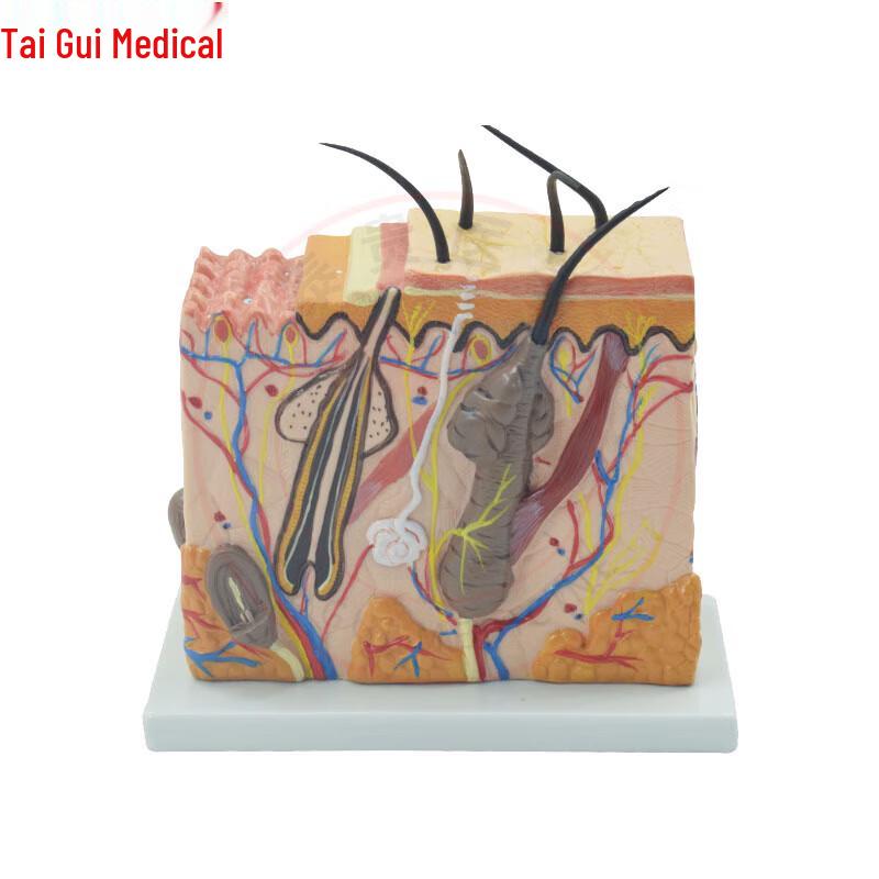 TAIGUI MEDICINE 70x Human Skin Anatomy Model