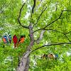 Stained Glass Birds Home Room Window Panel Hanging Suncatcher Decor Balcony