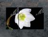 GLAS-KOCHFELD-SCHUTZPLATTE 90x52 ORCHIDEE