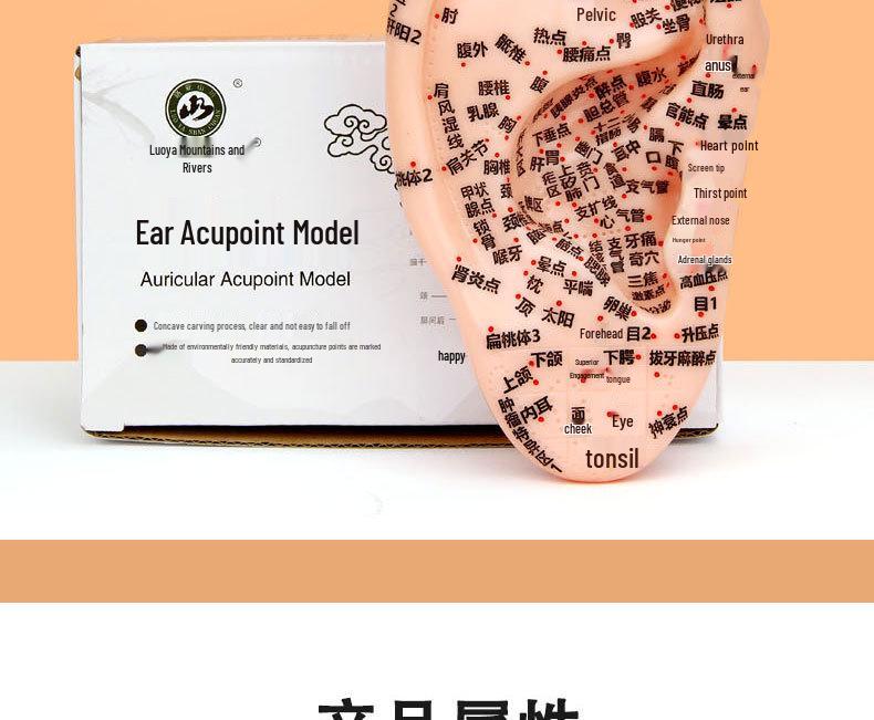 18cm Ear Acupuncture Meridian Model