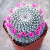 Indoor Flowering Cactus Succulent for Desk or Balcony