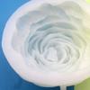 Silicone Cake Mold Thin Useful Big Peony Baking