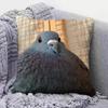pigeon FFunny MEME  Home Sofa Cushion Covers and Aecorative Custom Pillow Covers
