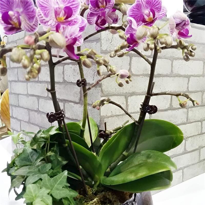 50PCS Orchid Clips Plant Support Clips Secured Plastic Plant Clip Reusable Garden Tomato Plant Support Stems Vine Fixing Clips