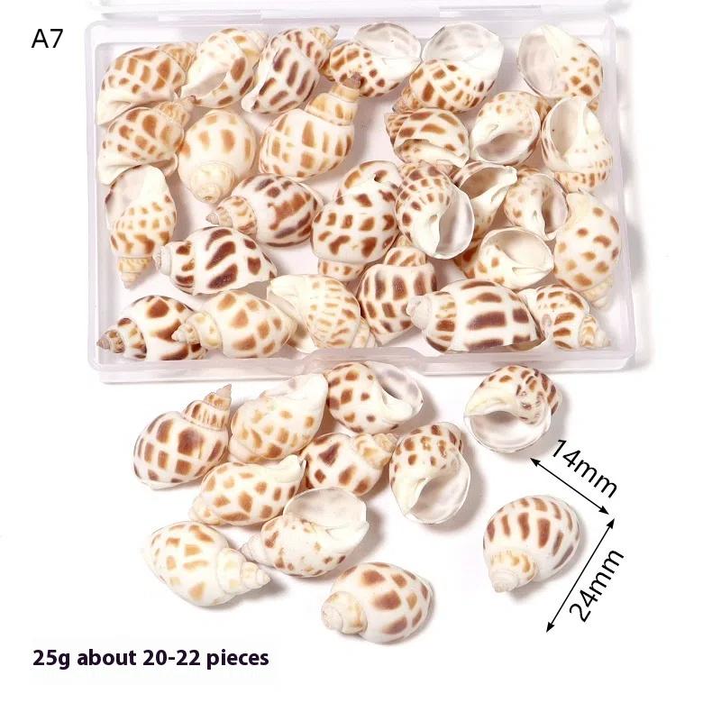 1 Box Sea Shells Spiral Shell Tiny Ocean Spiral Seashells Crafts Aquarium Decor Landscaping Accessories