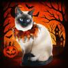 Pumpkin Halloween Cat/Dog Costume - Adjustable Hat & Scarf Set, Cute Mesh Cosplay Props, Pet Halloween Supplies for Cats/Dog