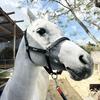 Junshi Pony Halter and Lead Rope Set