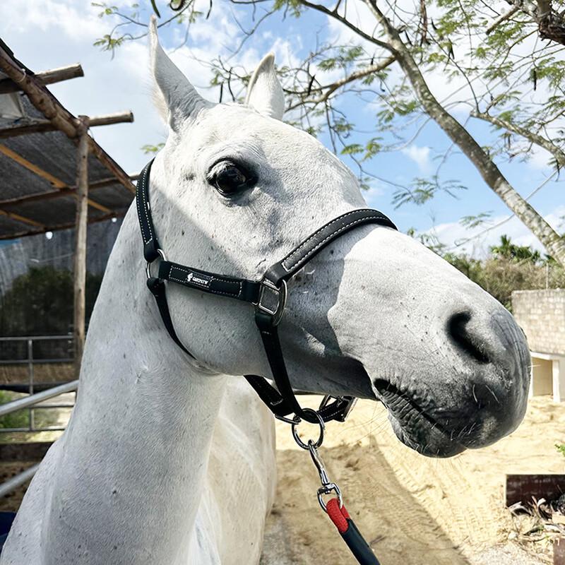 Junshi Pony Halter and Lead Rope Set