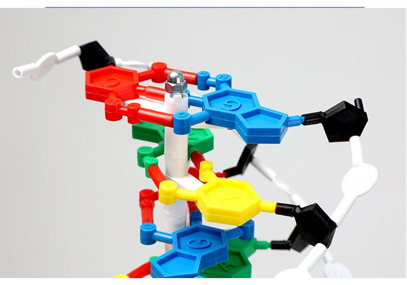 Qinghua 60cm DNA Double Helix Model for Biology Teaching