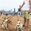 4-Dog Tangle-Free Leash – Detachable Independent Lines with Comfort Grip, Heavy-Duty Nylon for Multi-Dog Walks