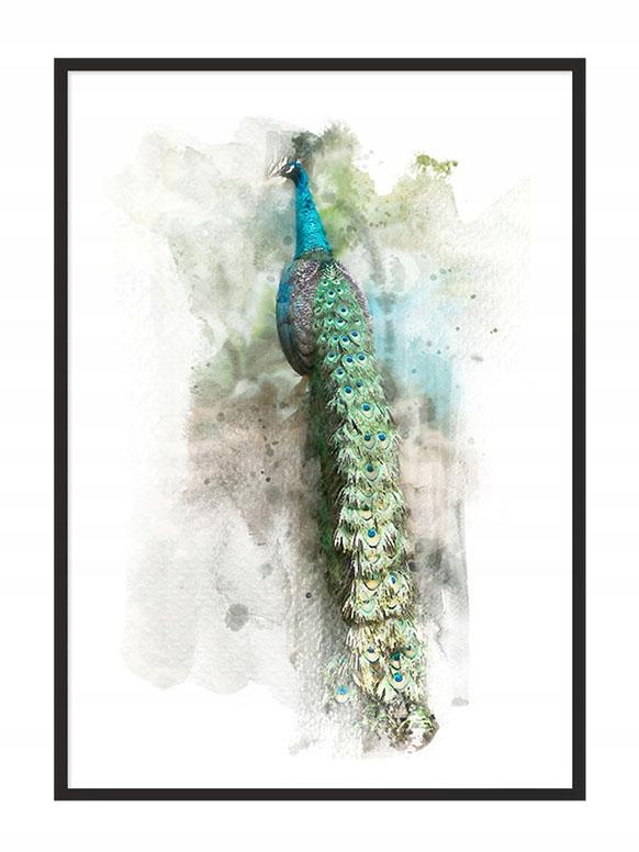 Picture Poster In a Frame 43x33 Cm Peacock P768