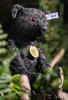 Steiff 1912 Teddy Bear, 33cm, 028441 [Official Japanese Product]