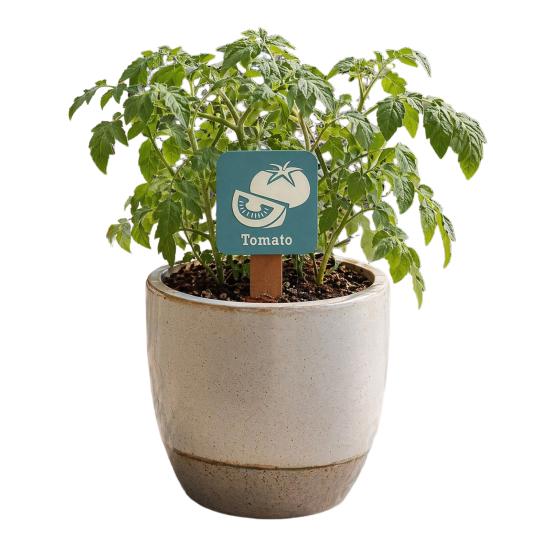 15Pcs Wooden Plant Labels, Vintage Waterproof Garden Markers for Vegetables Herbs, Solid Wood Stakes with Pointed Tip & English Names, Outdoor/Indoor