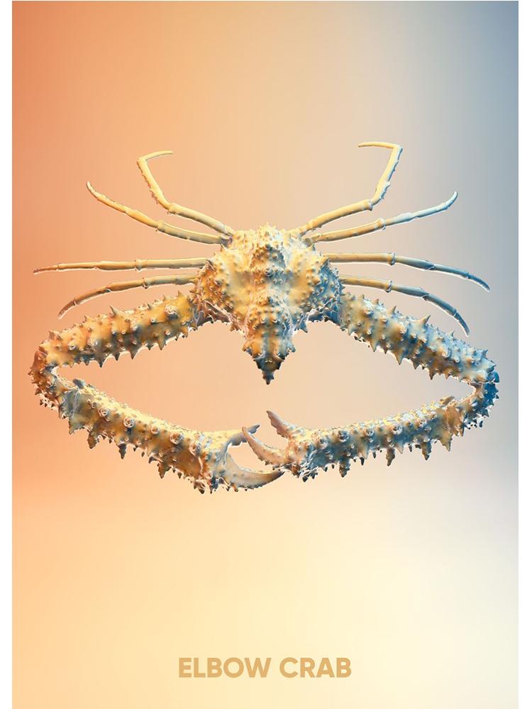 Vintage Crab Ocean Animals Posters Print Canvas Painting Scallop Sea Star Nordic Wall Art For Living Room Home Decoration Mural