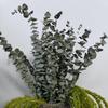 Dried Eucalyptus Leaf & Preserved Flower for DIY Home Decor