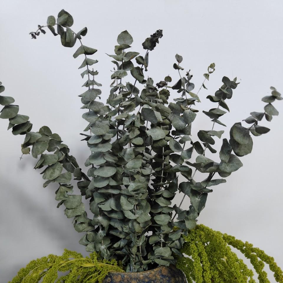 Dried Eucalyptus Leaf & Preserved Flower for DIY Home Decor