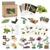 Toys Model Educational Simulated Animal Card Set Insect Plant Growth Cycle Cognitive Montessori Parish Home Open Learning Kids