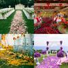1000 pcs/pack of artificial rose petals | Wedding roses, engagement/proposal roses, and Valentine's Day artificial rose petals